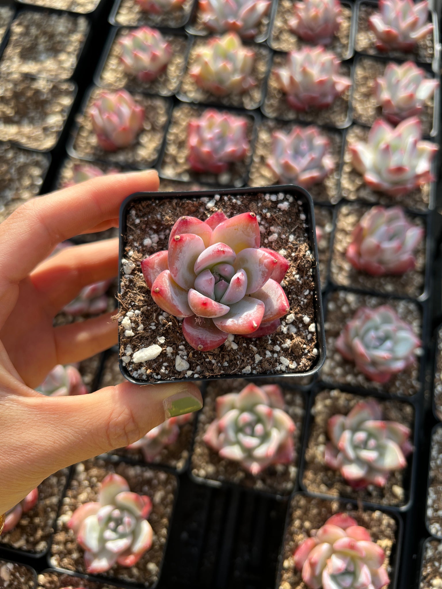 echeveria colorata succulent Echeveria colorata f. Tapalpa