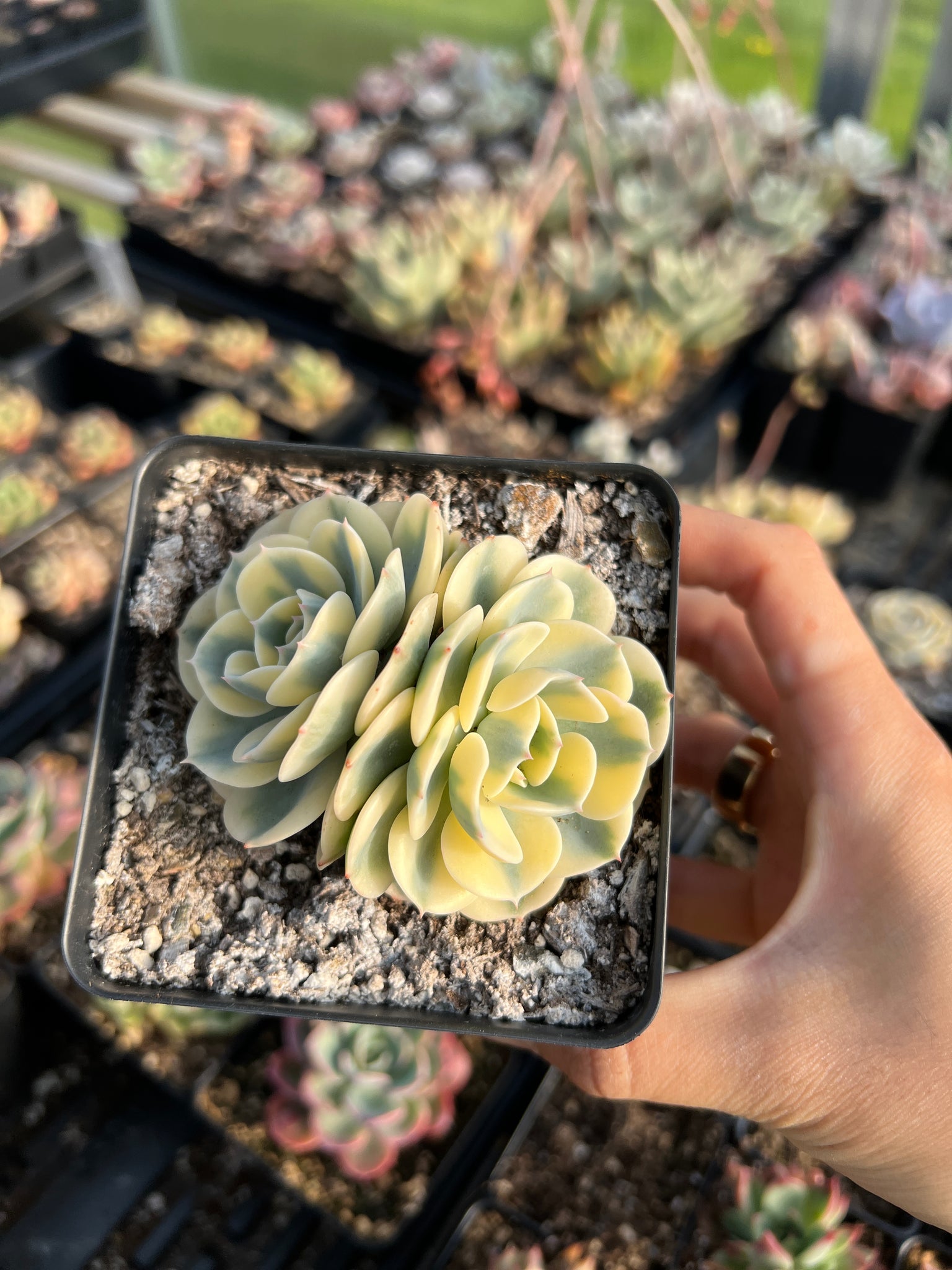 lenore dean succulent Echeveria Lenore Dean (CC)