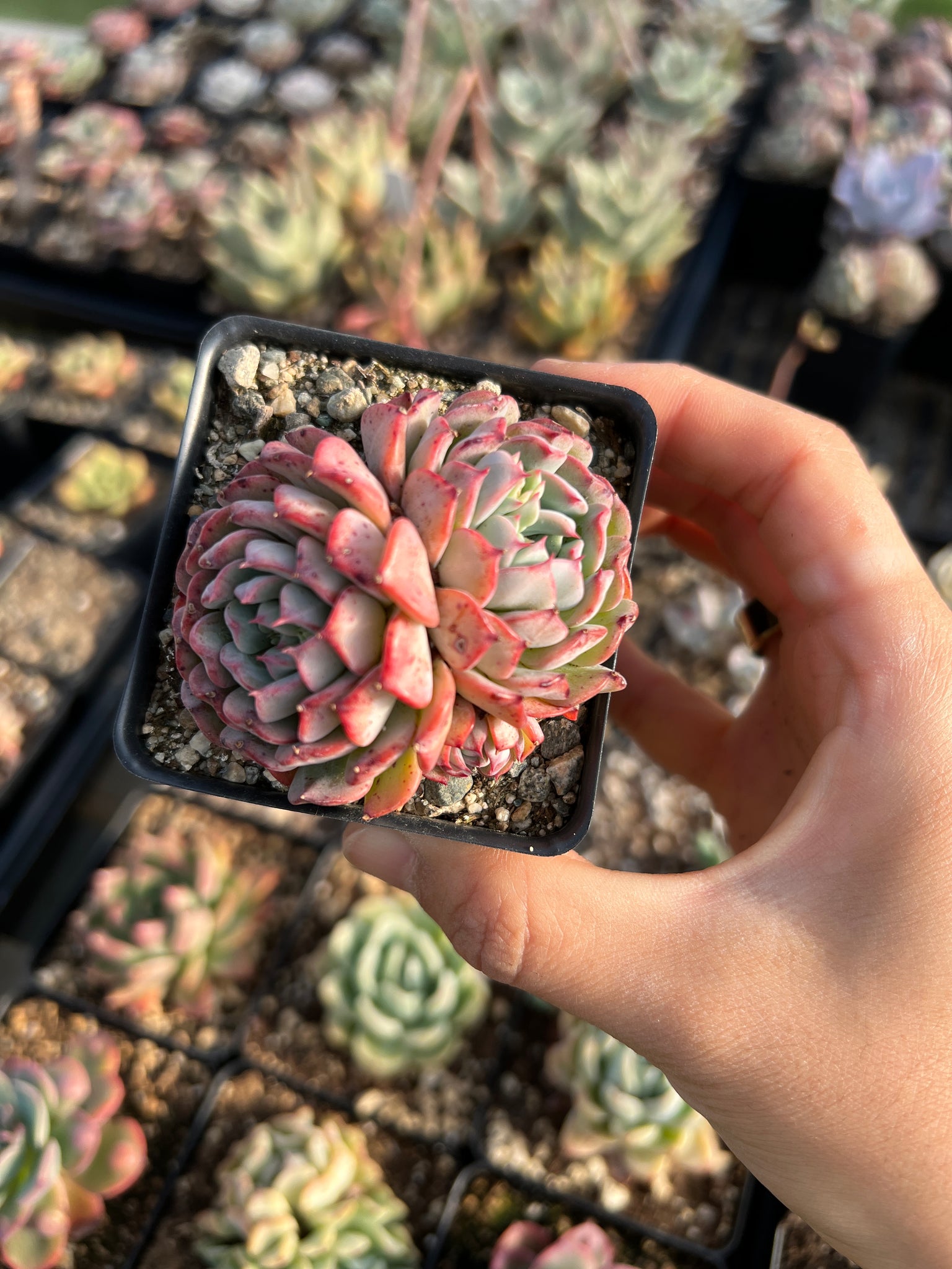 can you fly with succulents Echeveria Fly to the sky
