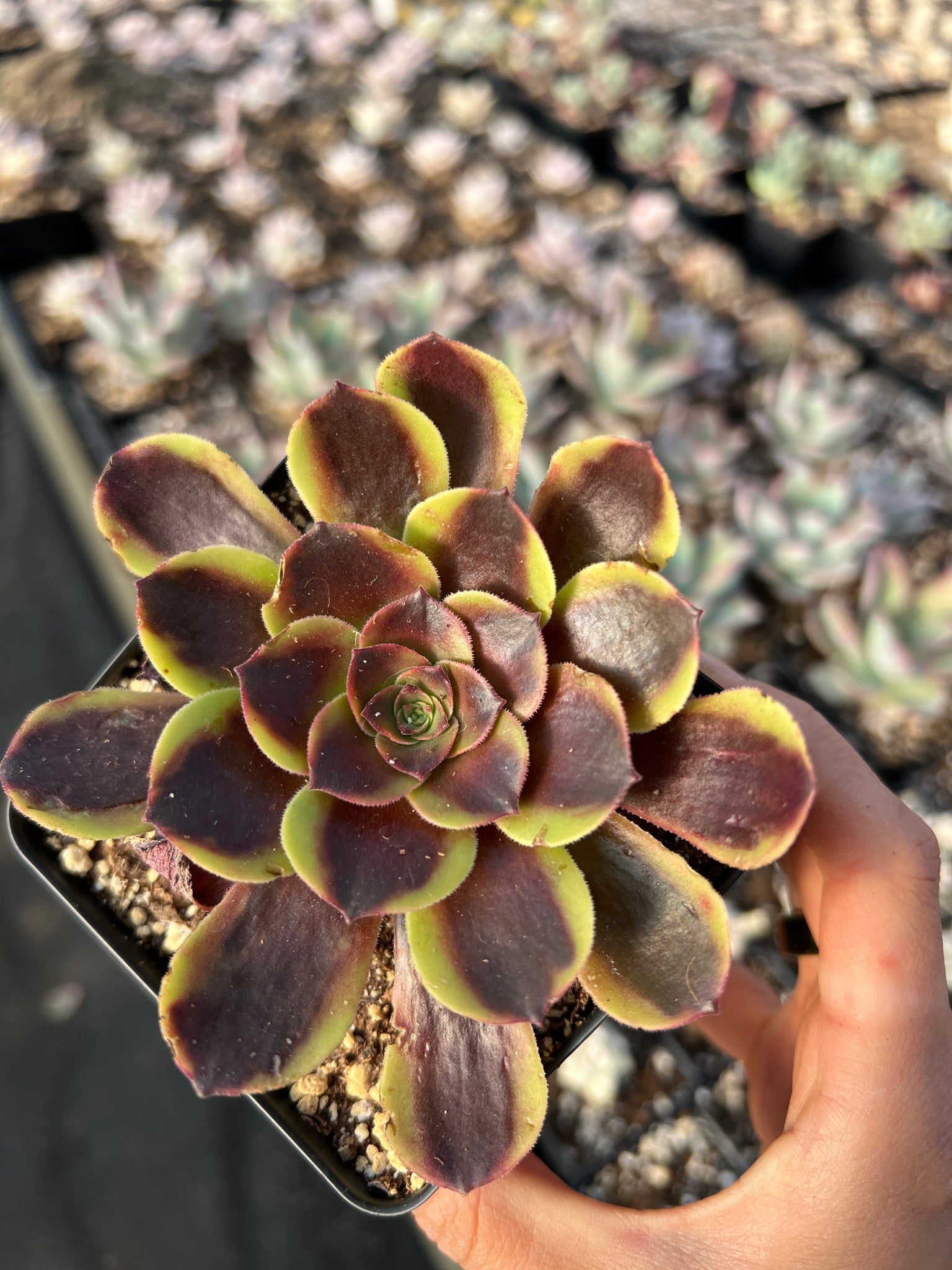 wikipedia succulents Aeonium Eucarie