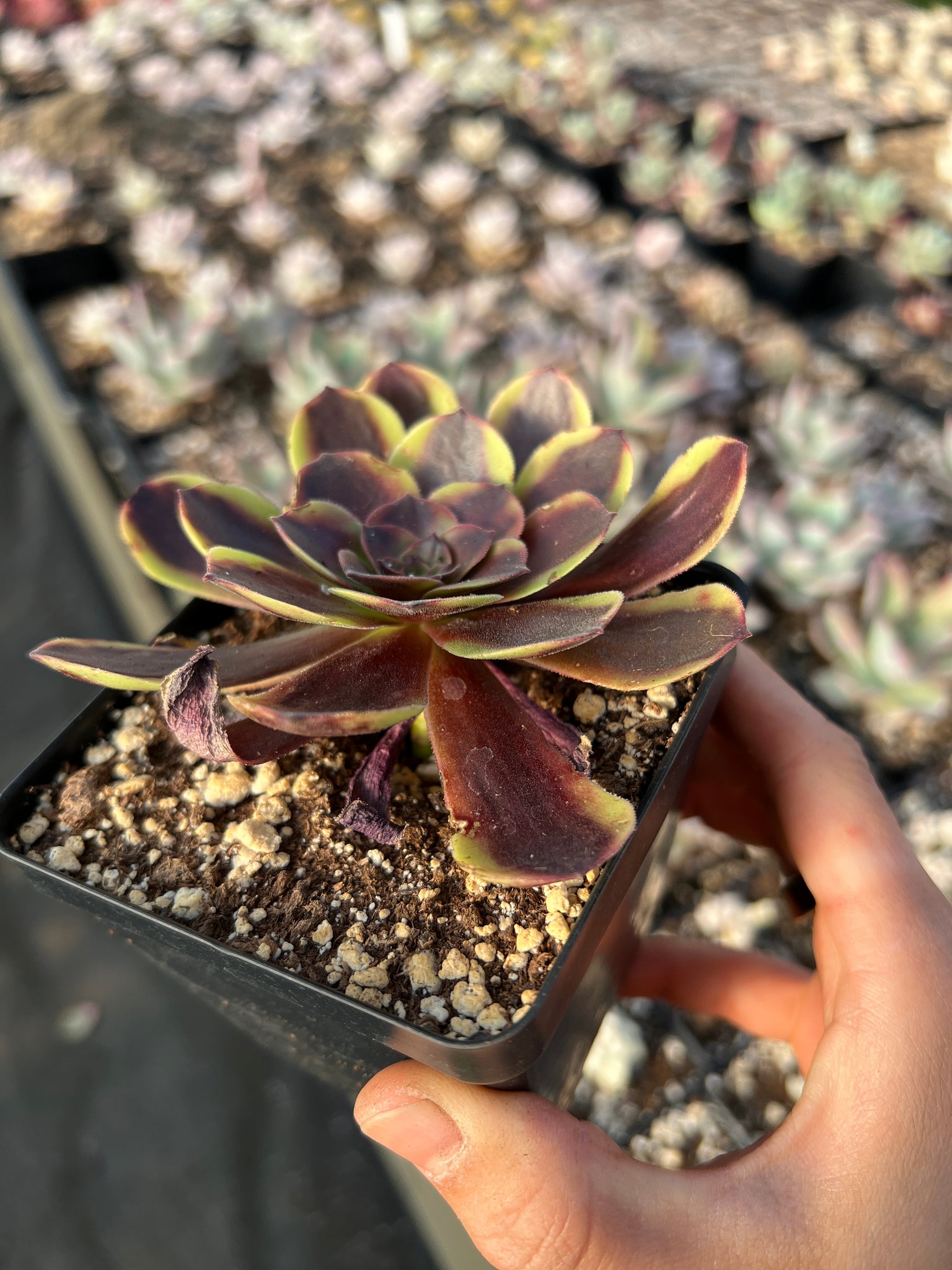 eucharia succulent Aeonium Eucarie