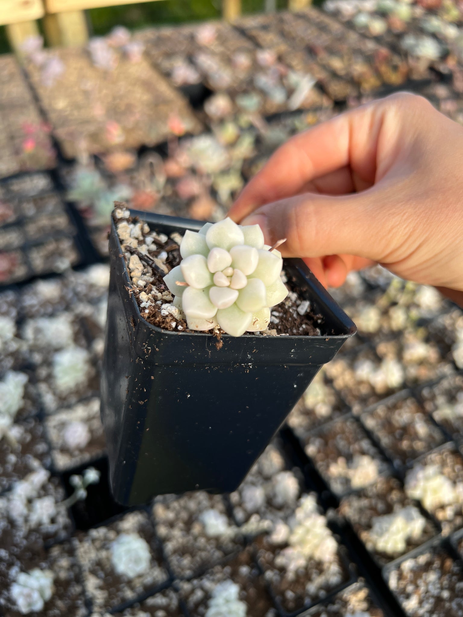 head chop succulents Graptopetalum Variegated Mendozae (single head cutting)