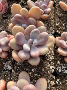 Pachyphytum Frozen Beauty - April Farm/Rare Succulents