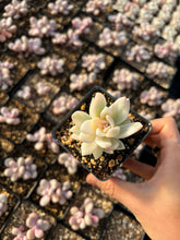Load image into Gallery viewer, Pachyveria Powder Off Variegated - April Farm/Rare Succulents