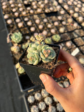 Load image into Gallery viewer, Echeveria Sedeveria Pudgy small cluster - April Farm/Rare Succulents

