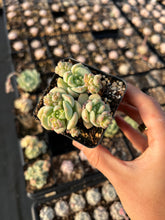 Load image into Gallery viewer, Echeveria Sedeveria Pudgy small cluster - April Farm/Rare Succulents
