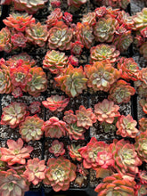 Load image into Gallery viewer, Echeveria Red Noble Cluster - April Farm/Rare Succulents