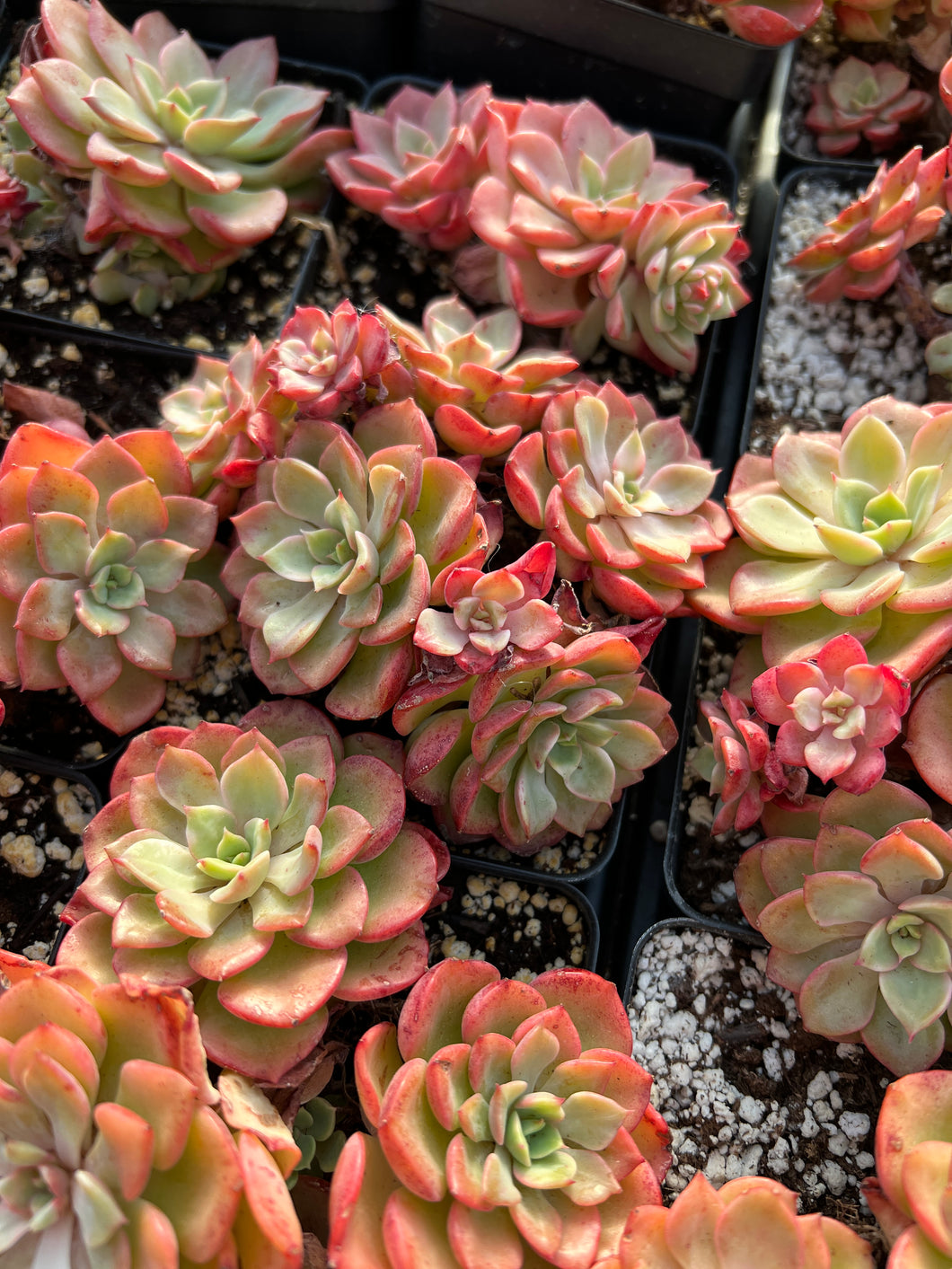 rare red succulents Echeveria Red Noble Cluster