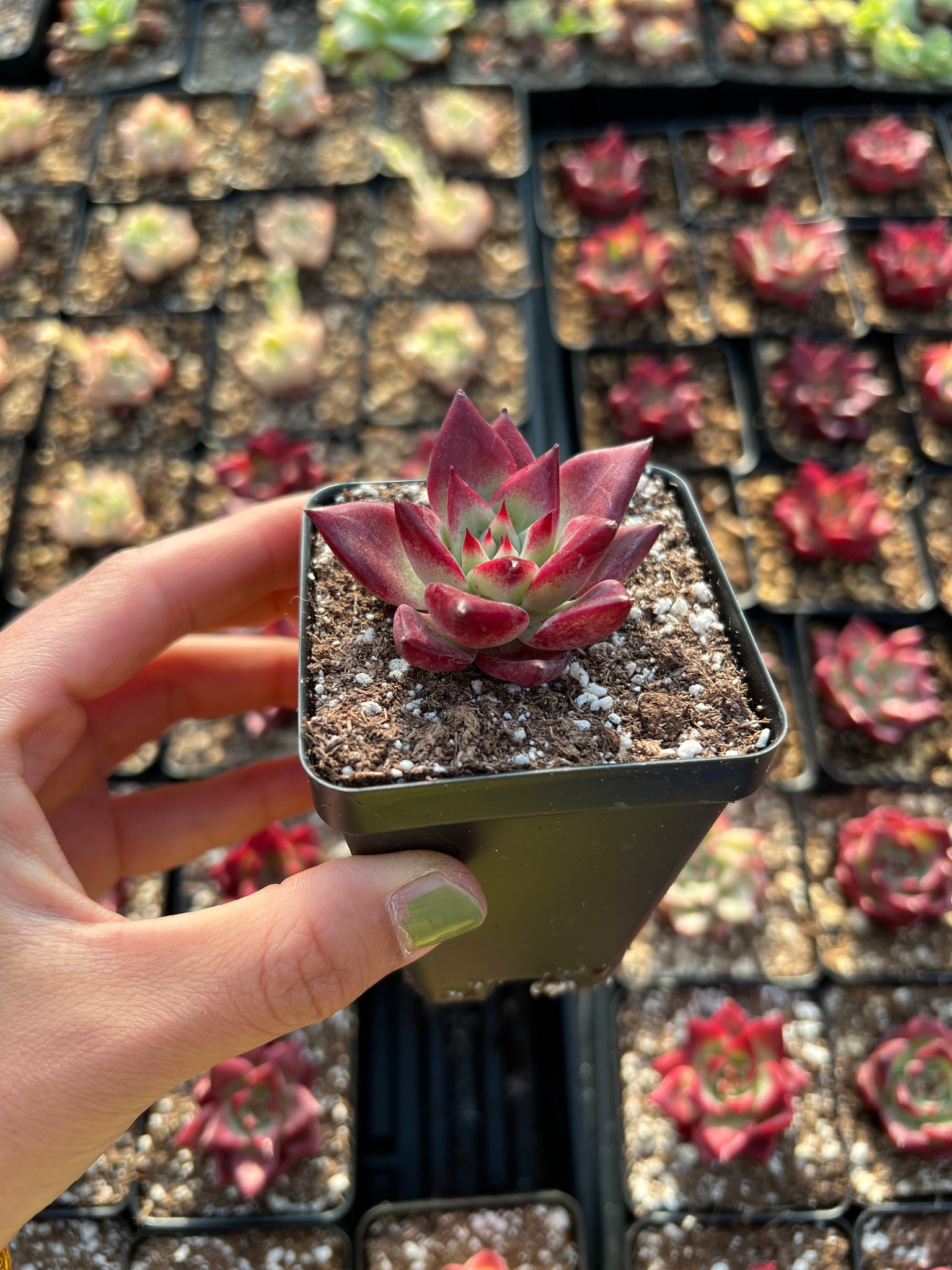 ocean succulents Echeveria Agavoides Super Ocean