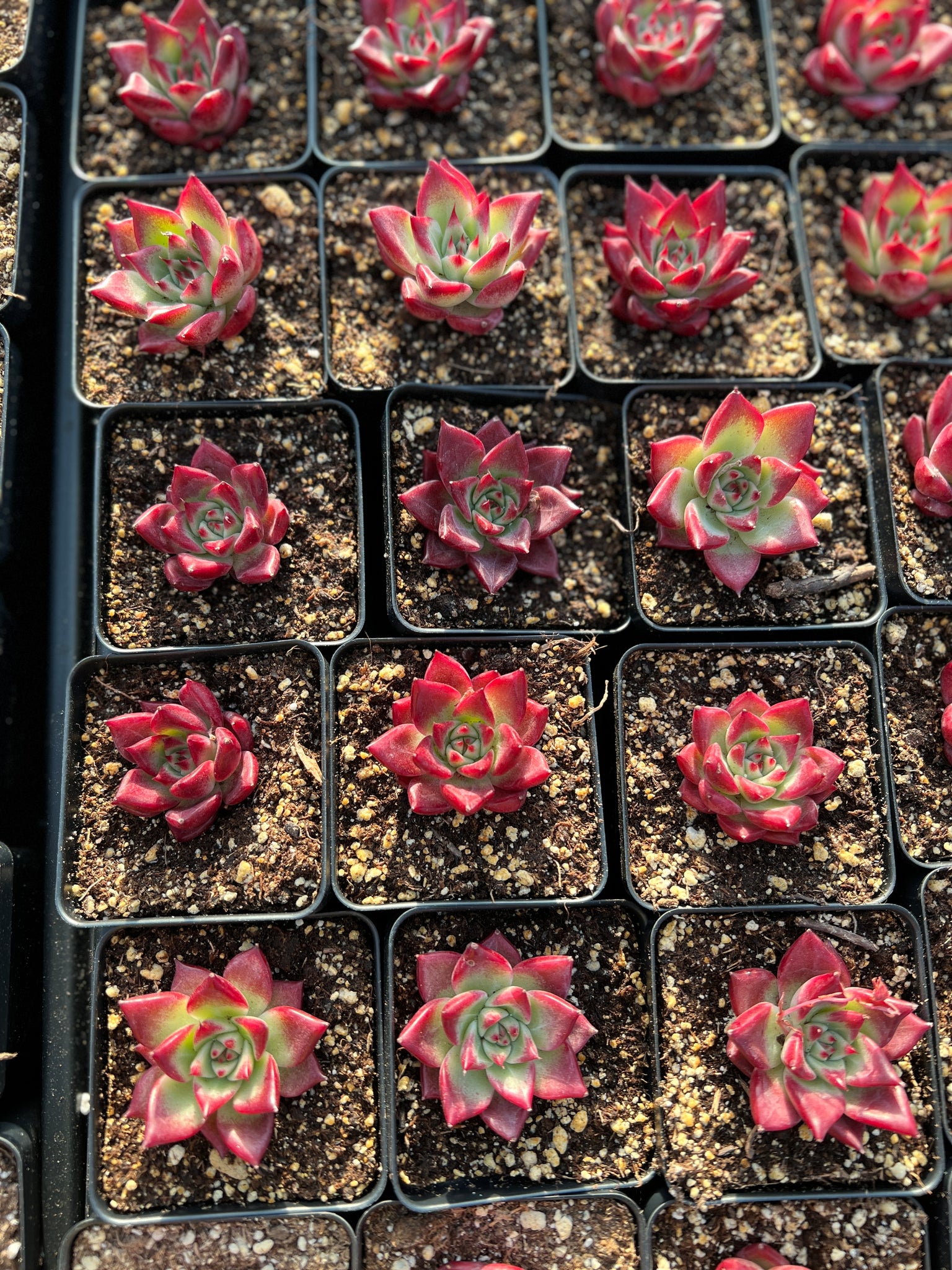 ocean succulents Echeveria Agavoides Super Ocean