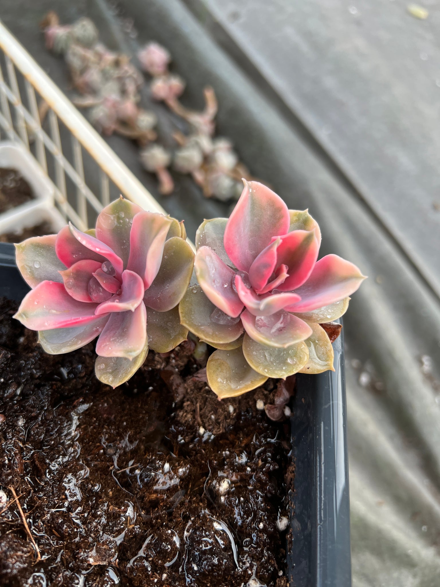 double headed succulent Echeveria Rainbow double heads