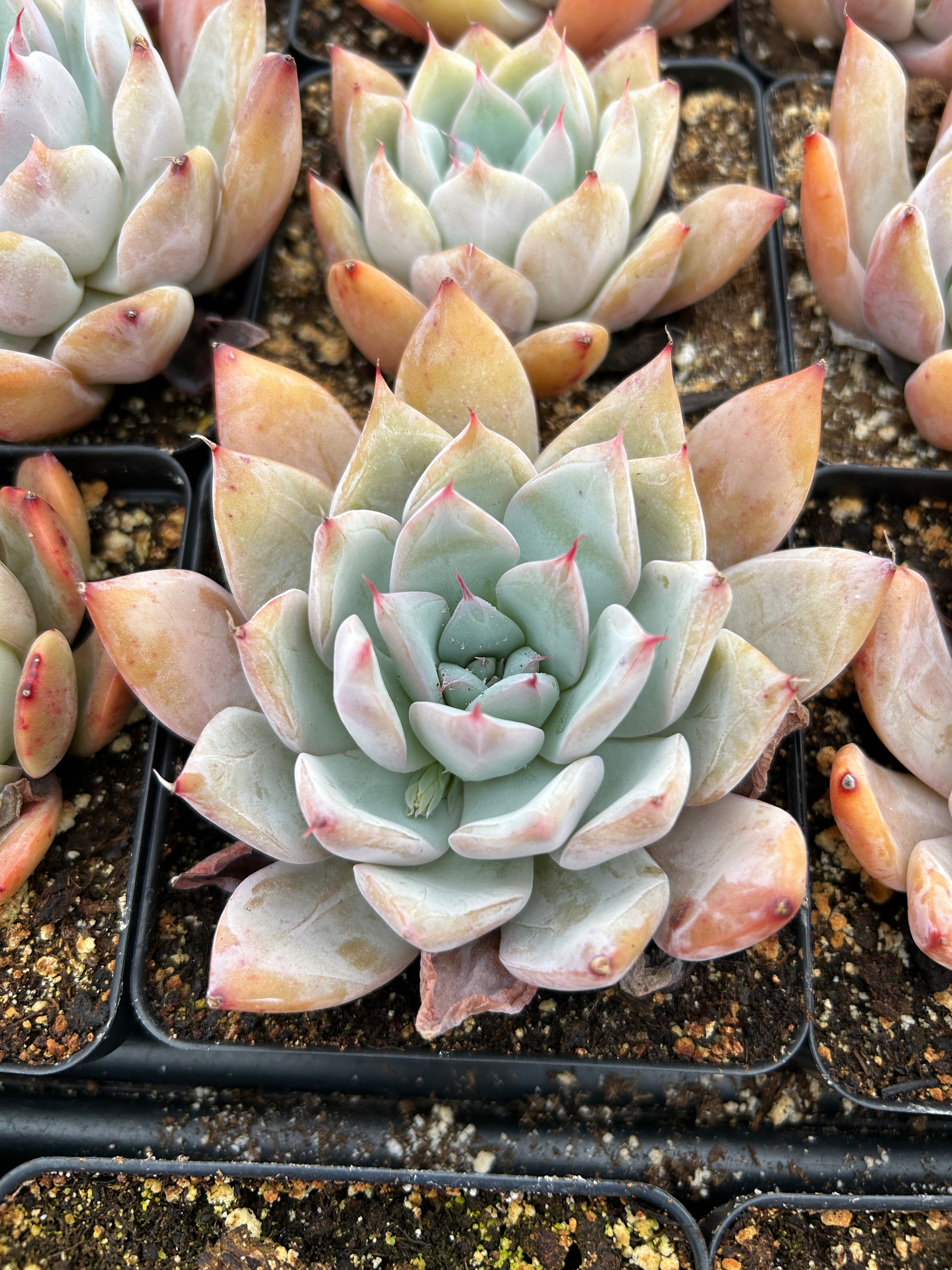 iceberg succulent Rare Succulent