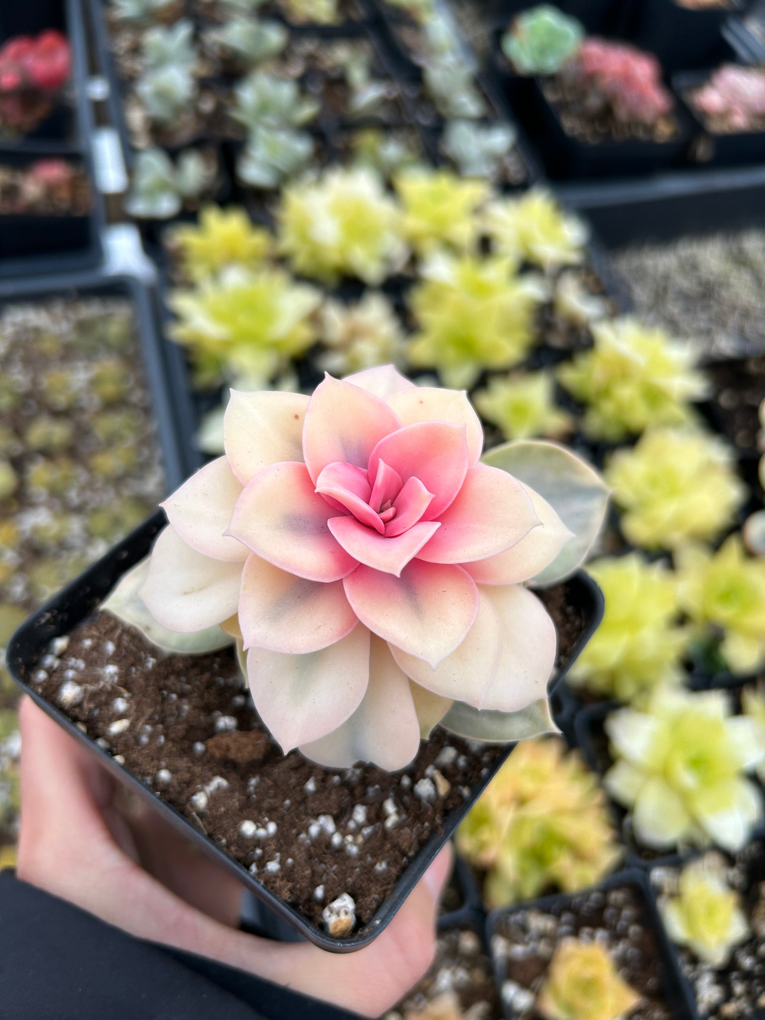 april farm succulents Echeveria Rainbow