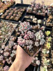 succulent comic Sedum Comic Tom