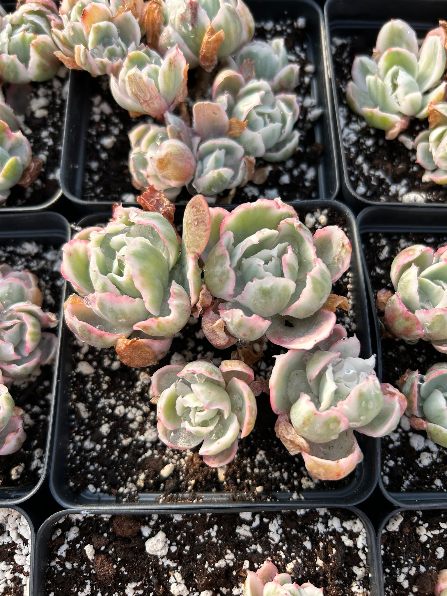 succulents berkeley Echeveria Variegated Berkeley Light
