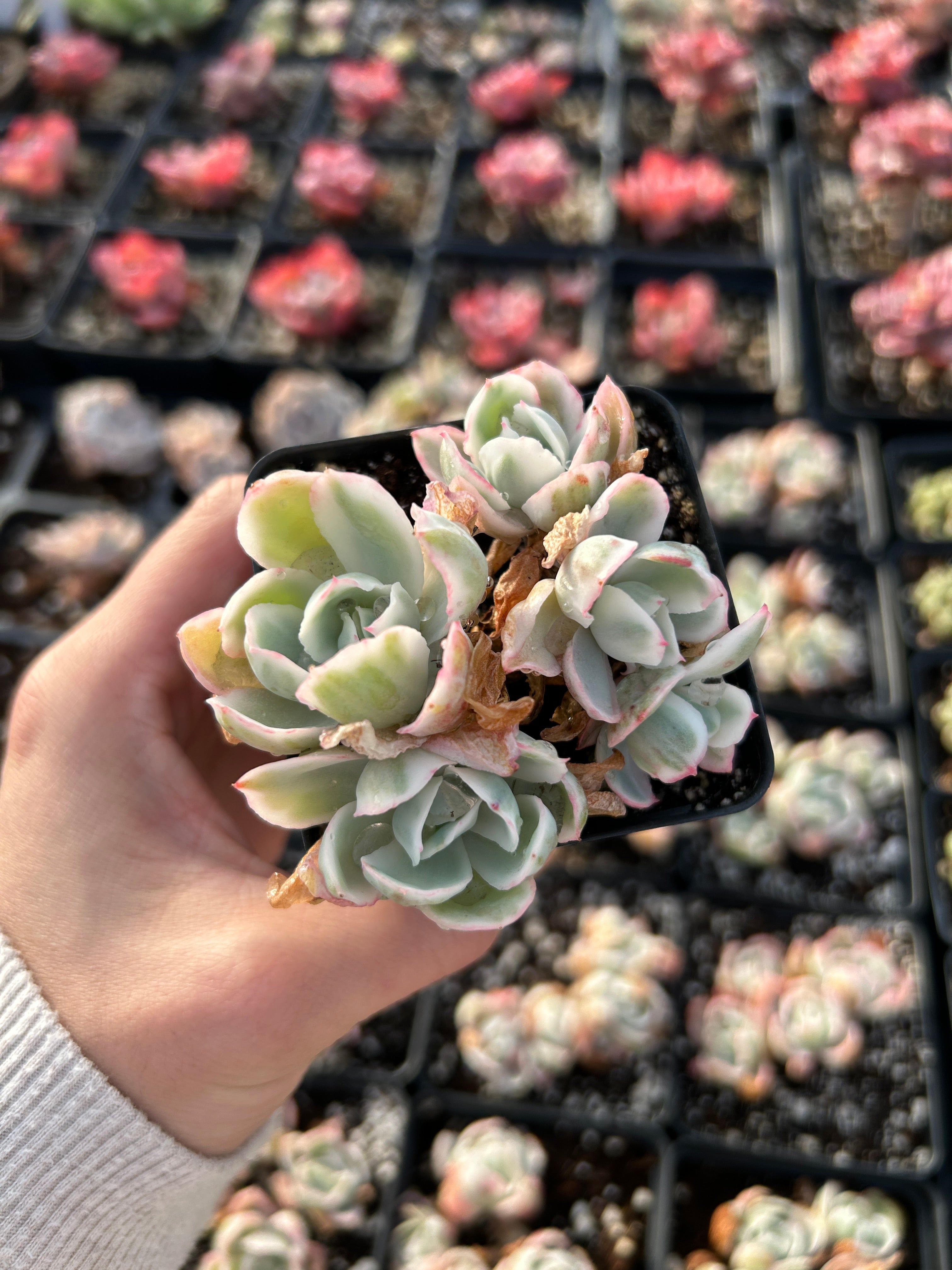 succulents berkeley Echeveria Variegated Berkeley Light