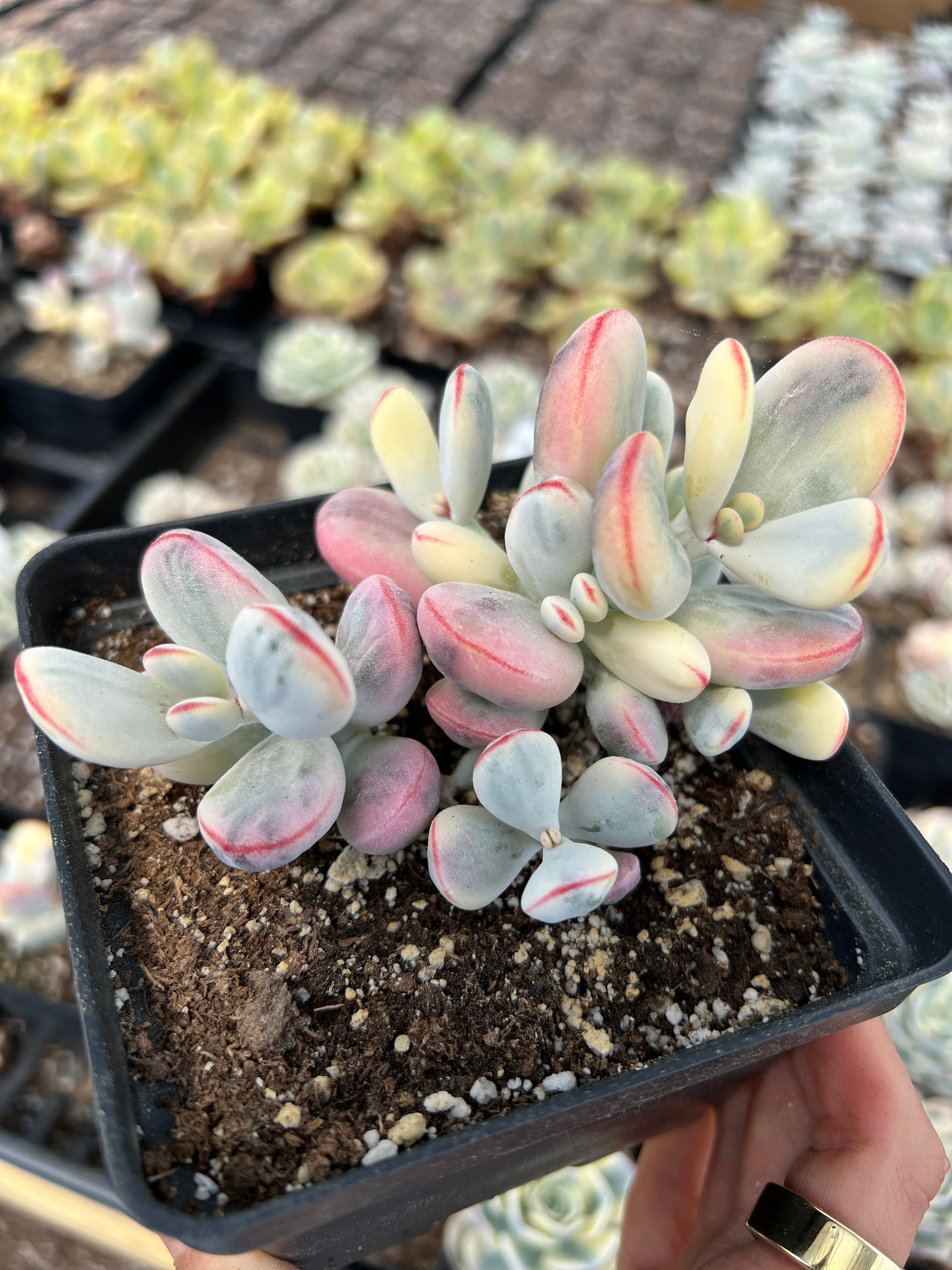 Rounded cotyledon orbiculata varigated cluster