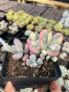 Rounded cotyledon orbiculata varigated cluster - April Farm/Rare Succulents