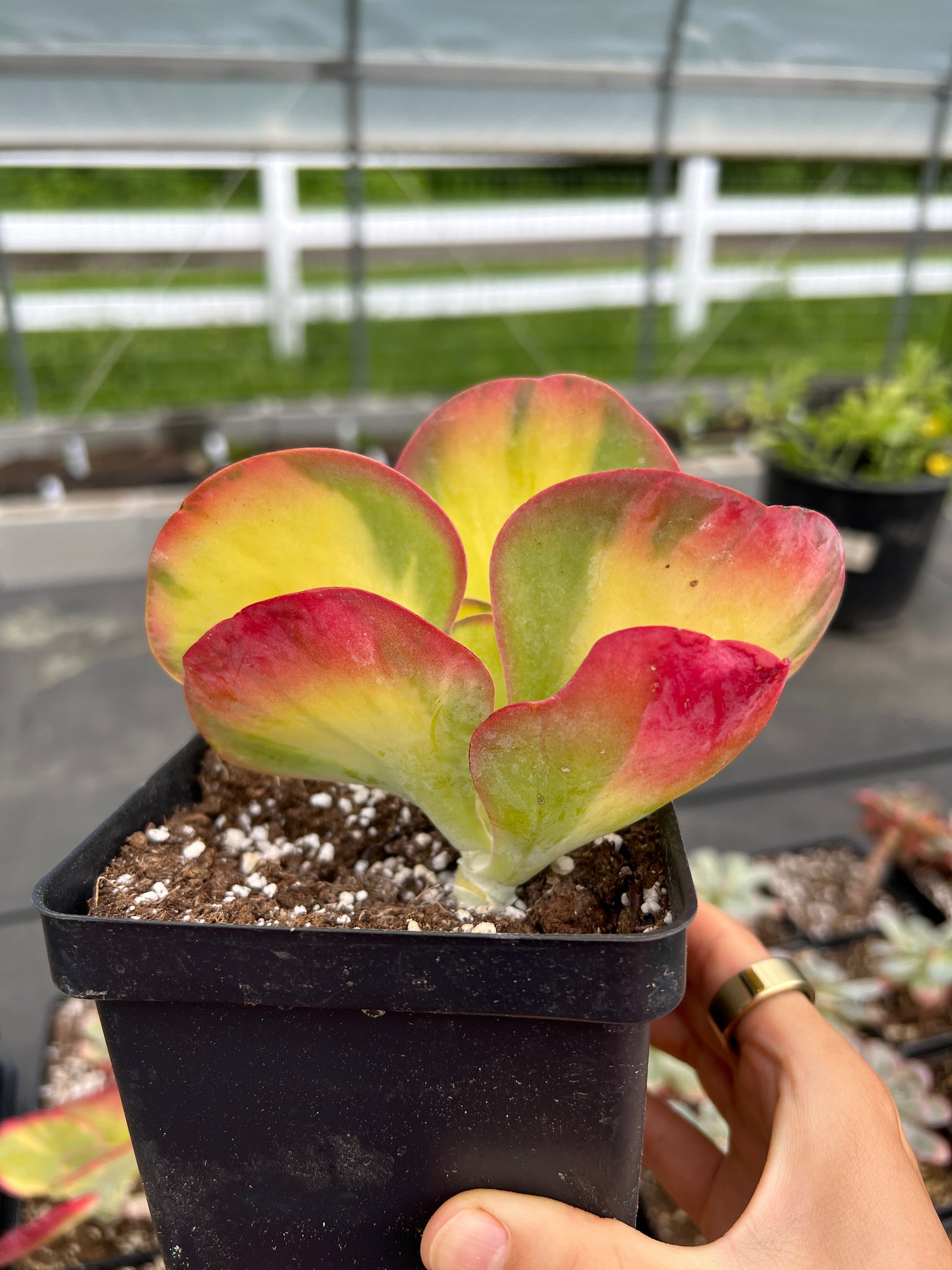 kalanchoe thyrsiflora succulent Kalanchoe thyrsiflora variegated
