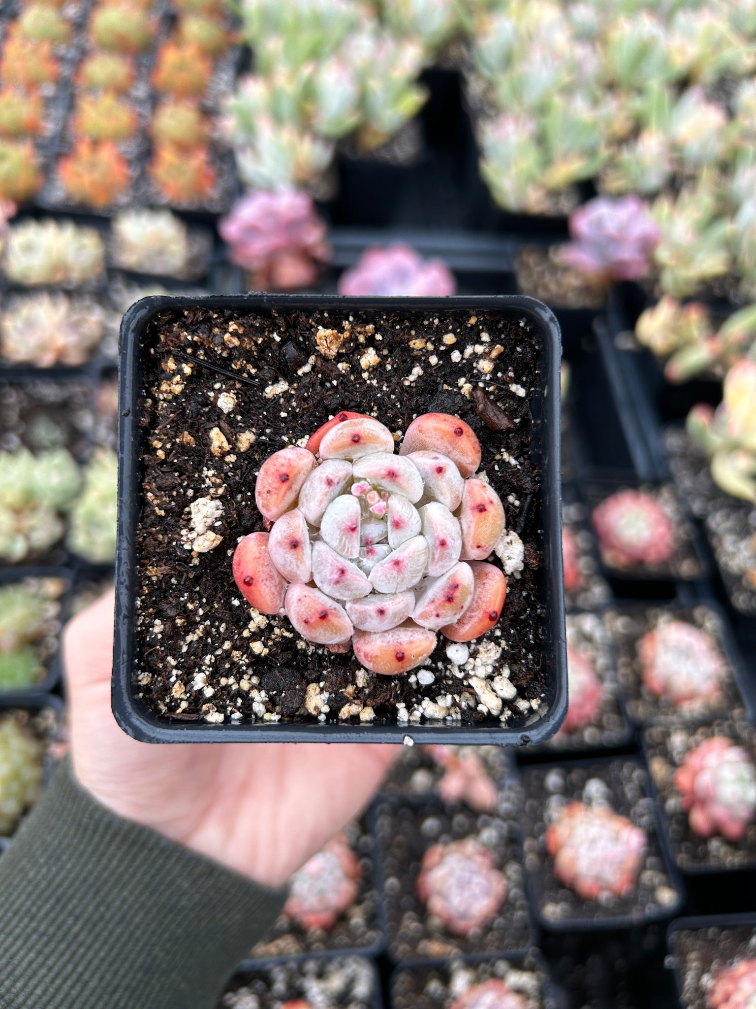 succulents that survive snow Echeveria Snow Zaragosa