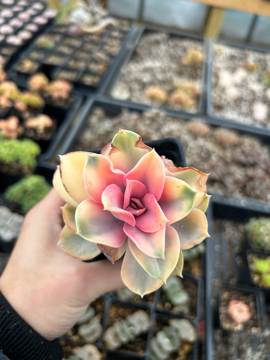 rainbow succulents maui Echeveria Rainbow with sunburned leaves