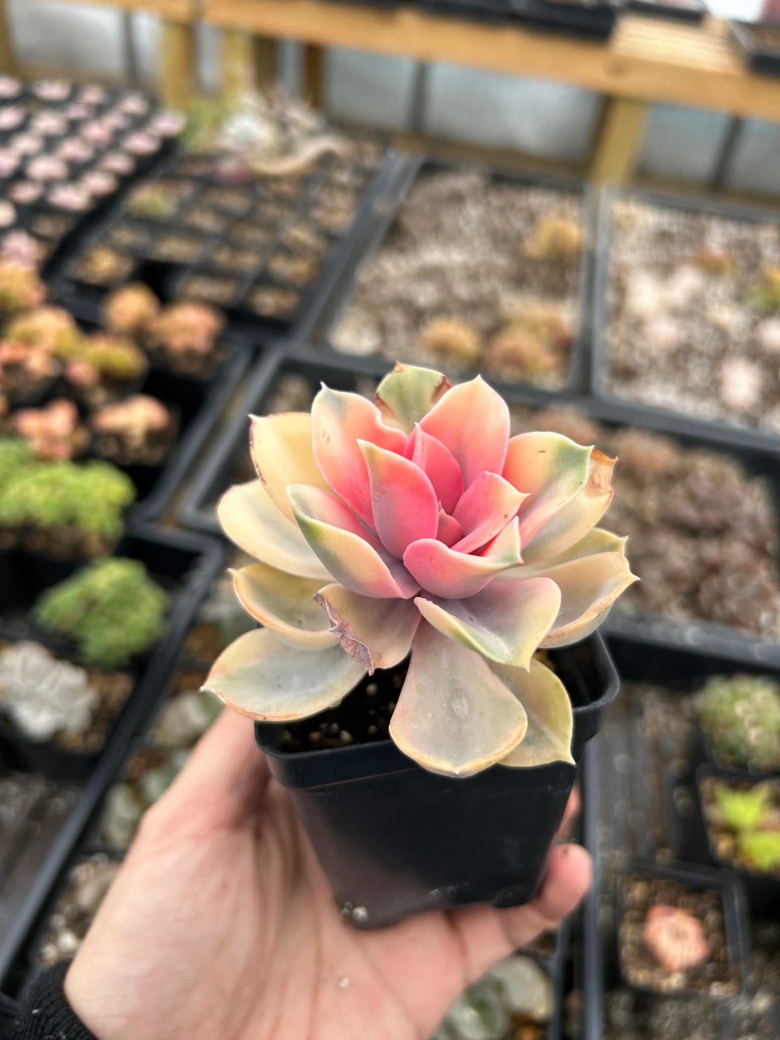 rainbow succulents for sale Echeveria Rainbow with sunburned leaves