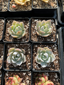 Sedum Suaveolens single heads (mini succulents) - April Farm/Rare Succulents
