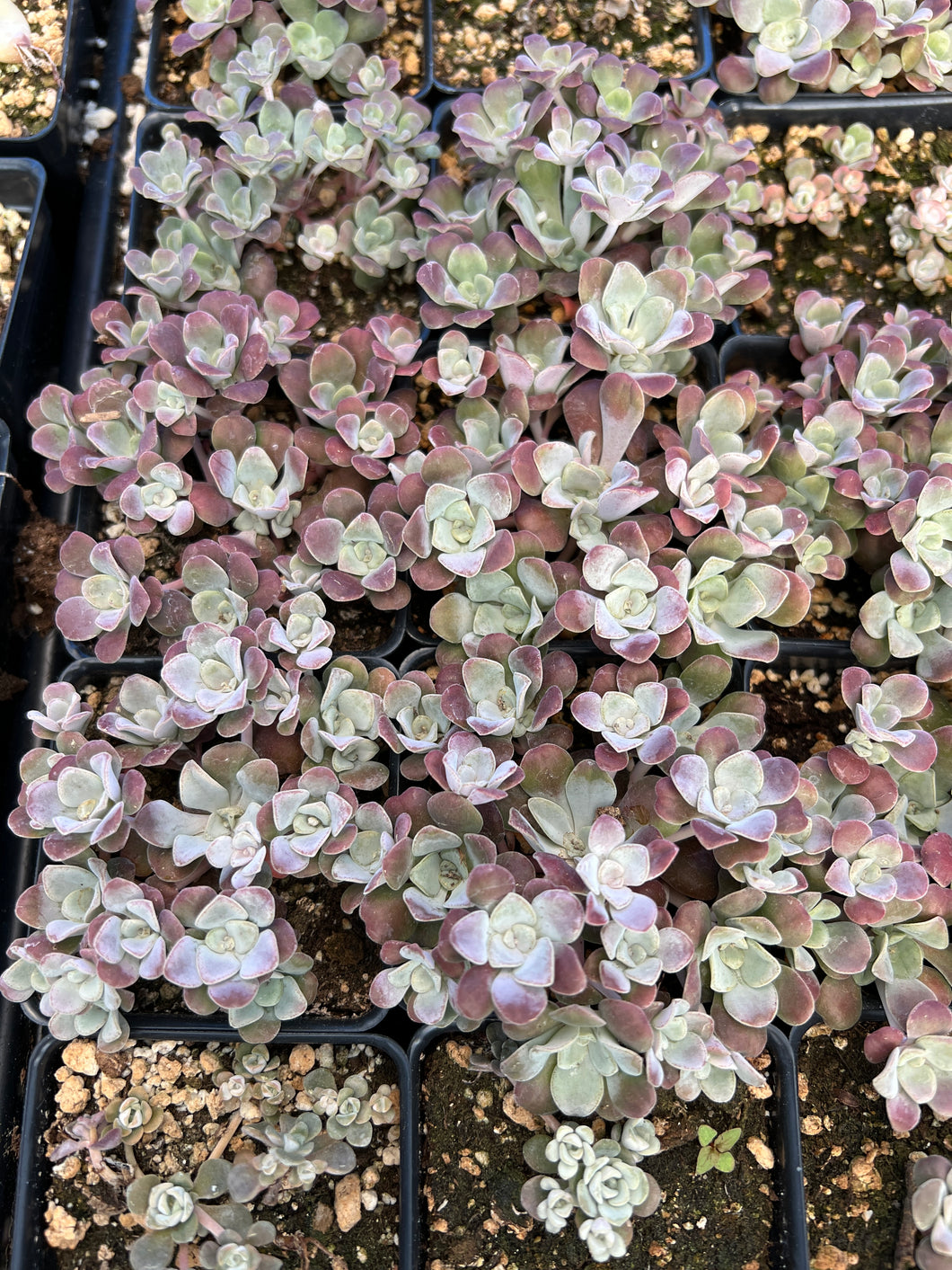 Sedum Spathulifolium - April Farm/Rare Succulents