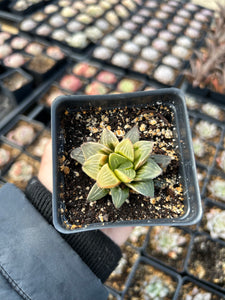 Haworthia Retusa Variegated - April Farm/Rare Succulents