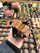 Load image into Gallery viewer, Gasteria Green - April Farm/Rare Succulents