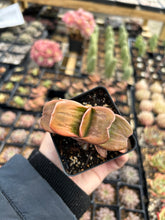 Load image into Gallery viewer, Gasteria Green - April Farm/Rare Succulents
