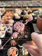 Load image into Gallery viewer, Echeveria Pink Prolifica - April Farm/Rare Succulents