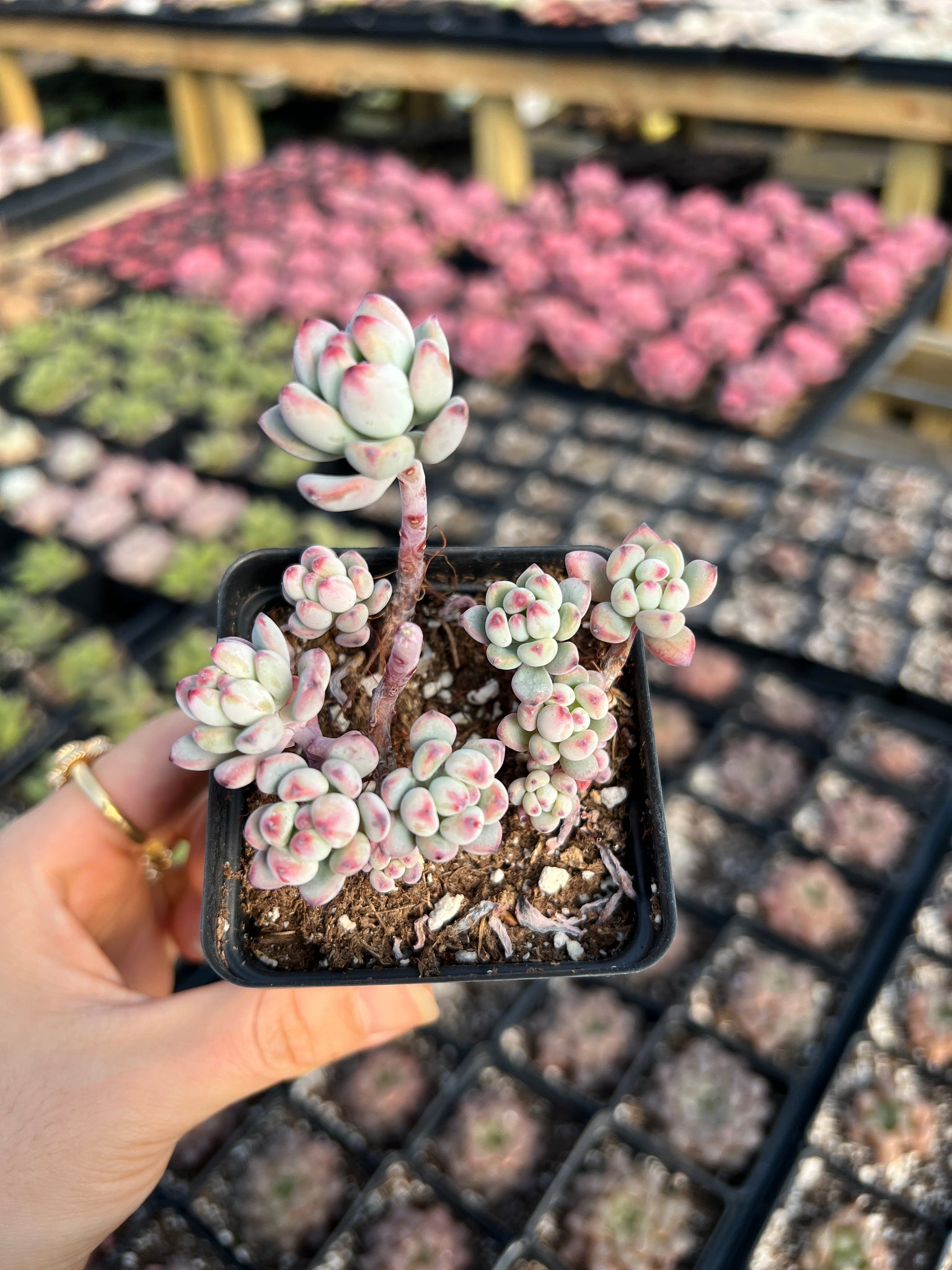 succulent comic Sedum Comic Tom