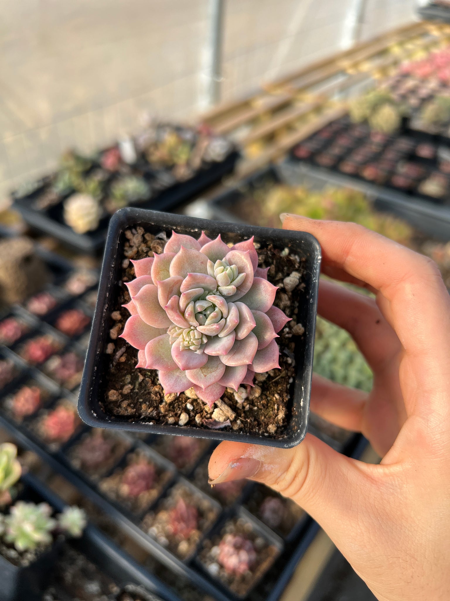 do pink succulents exist Echeveria Pink Prolifica