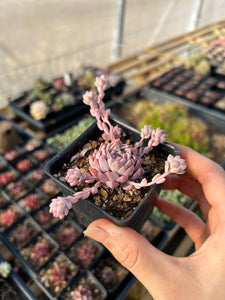 Echeveria Pink Prolifica - April Farm/Rare Succulents
