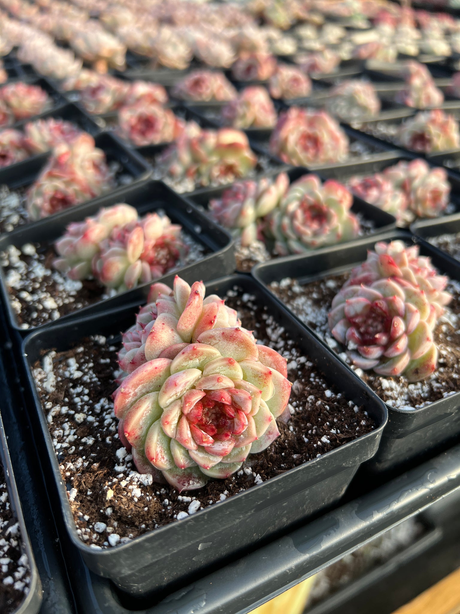 succulent red and green Echeveria Red Velvet (mini succulent green in summer)