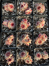Load image into Gallery viewer, Echeveria Red Velvet (mini succulent green in summer) - April Farm/Rare Succulents