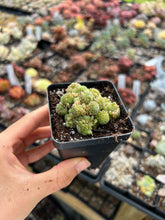 Load image into Gallery viewer, Crassula Monanthes polyphylla - April Farm/Rare Succulents