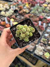 Load image into Gallery viewer, Crassula Monanthes polyphylla - April Farm/Rare Succulents