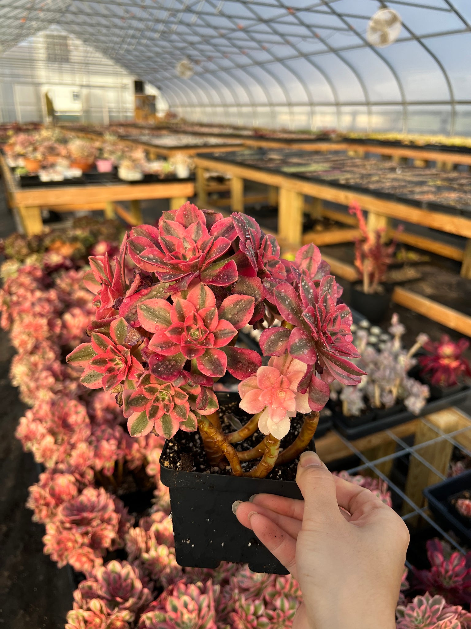 pink witch succulent for sale Aeonium Pink Witch