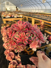 Load image into Gallery viewer, Aeonium Pink Witch - April Farm/Rare Succulents