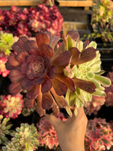 Load image into Gallery viewer, Aeonium Variegated Madrid - April Farm/Rare Succulents