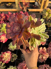 Load image into Gallery viewer, Aeonium Variegated Madrid - April Farm/Rare Succulents