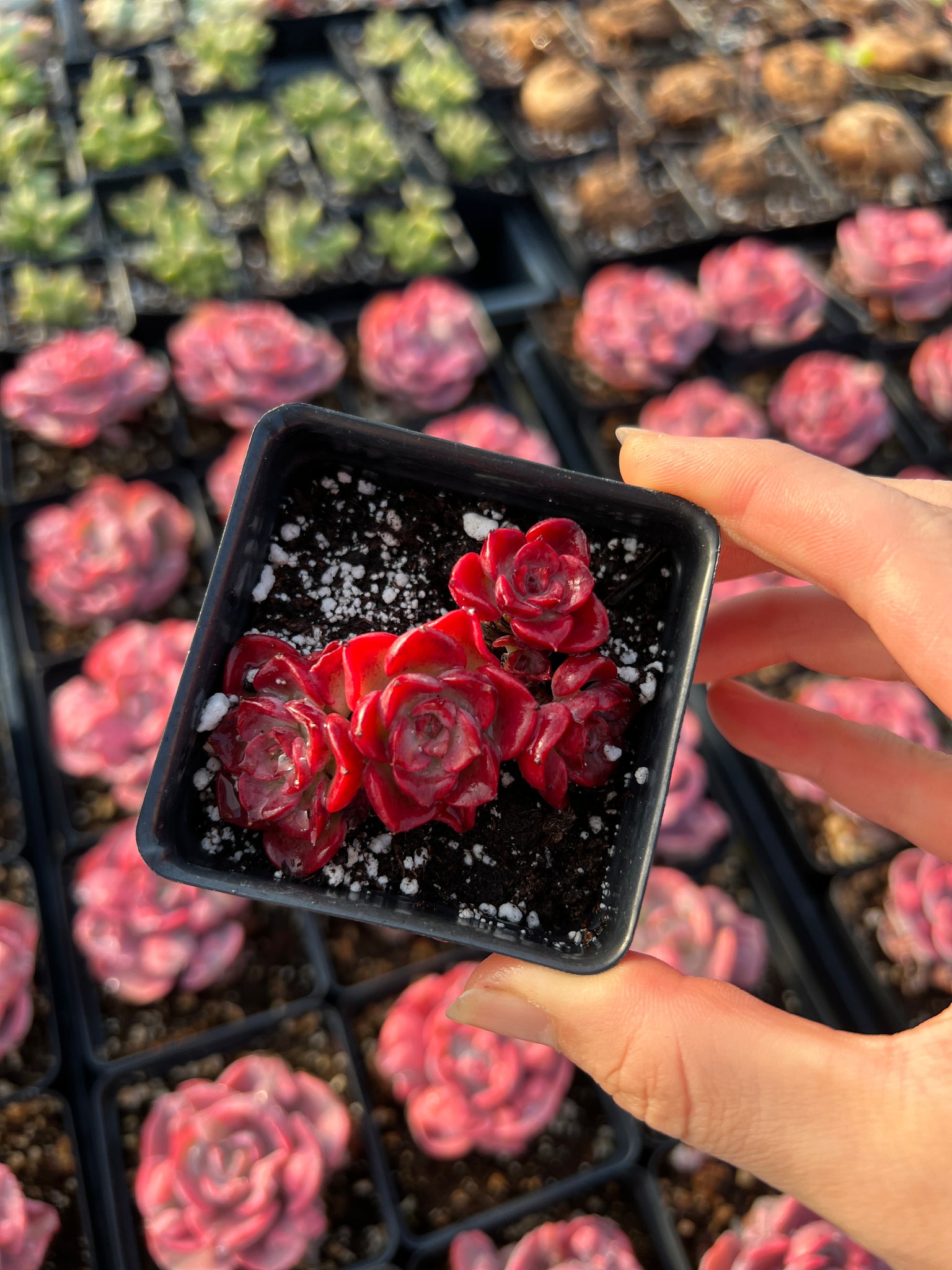 red rose succulent Echeveria Red Noble Cluster