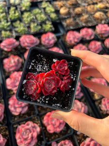 Echeveria Red Noble Cluster - April Farm/Rare Succulents