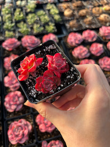 Echeveria Red Noble Cluster - April Farm/Rare Succulents