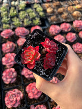 Load image into Gallery viewer, Echeveria Red Noble - April Farm/Rare Succulents
