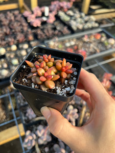 Adromischus Red Pepper - April Farm/Rare Succulents