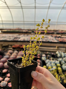 Drosanthemum sp 6 k sw Kliprand (rice gram) - April Farm/Rare Succulents