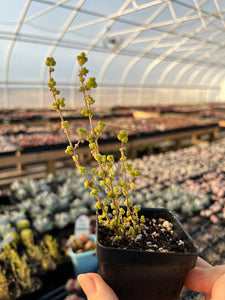 Drosanthemum sp 6 k sw Kliprand (rice gram) - April Farm/Rare Succulents